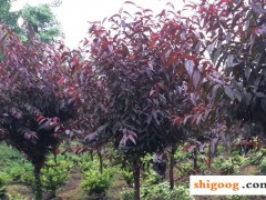 紅葉李和紅葉碧桃區(qū)別，外觀和生長(zhǎng)習(xí)性