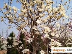 玉蘭花有幾種顏色？分別是那些品種