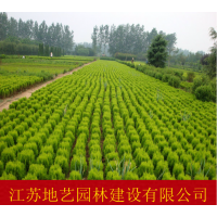 供應灑金柏、灑金柏苗價格/圖片/基地/苗圃直銷